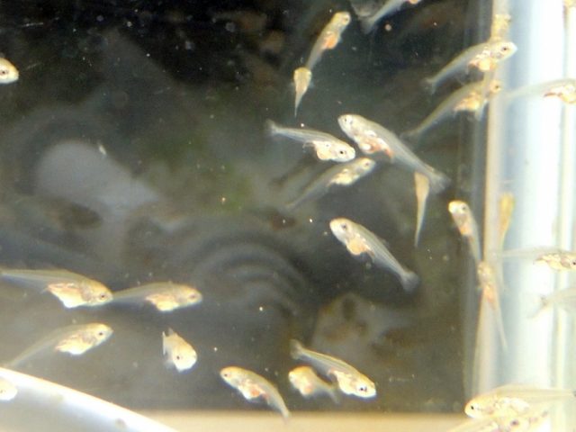 孵化後約20日のピラニア稚魚