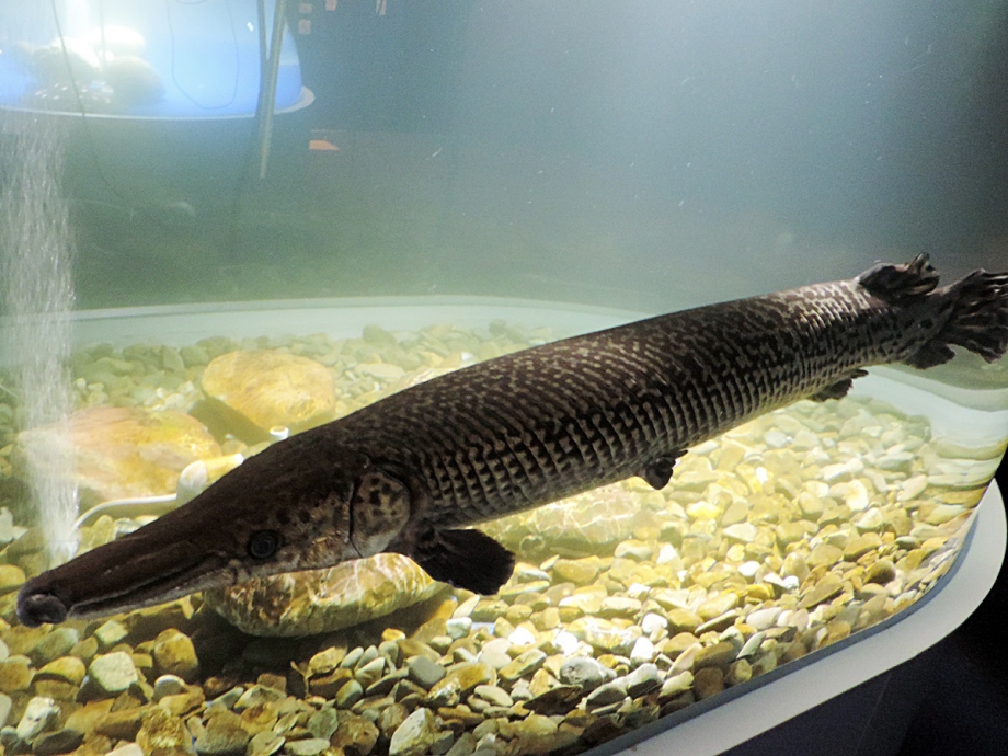 世界の淡水魚ゾーン サケのふるさと 千歳水族館
