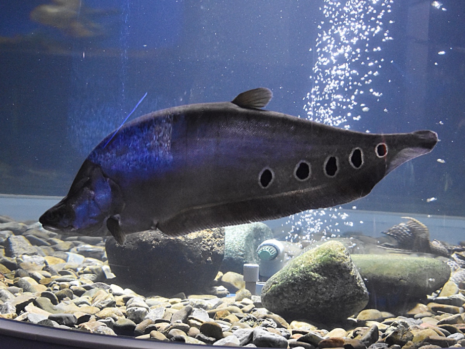 世界の淡水魚ゾーンの生き物図鑑 サケのふるさと 千歳水族館