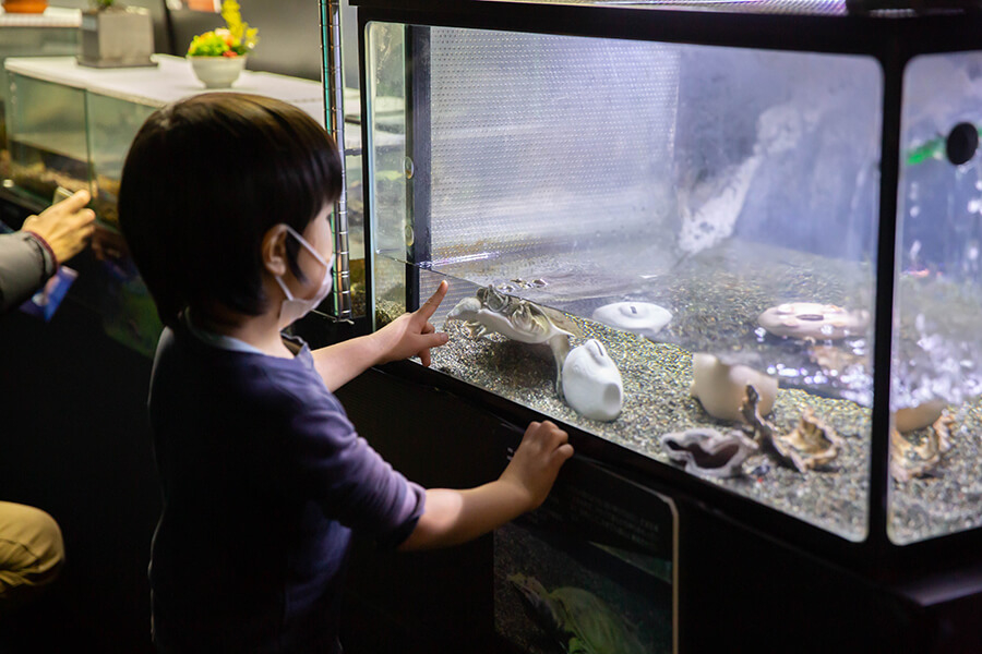 カイツブリ水槽と水辺の生き物 サケのふるさと 千歳水族館