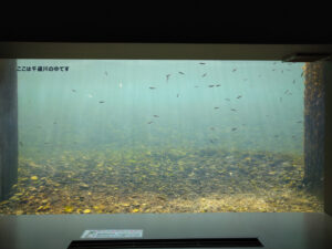 水中観察窓　サケ稚魚の群れ
