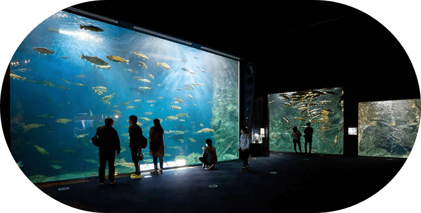 日本最大級の淡水水族館