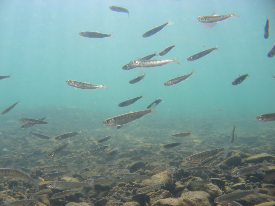 水中観察窓の生き物図鑑