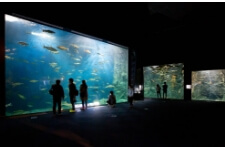 千歳水族館について