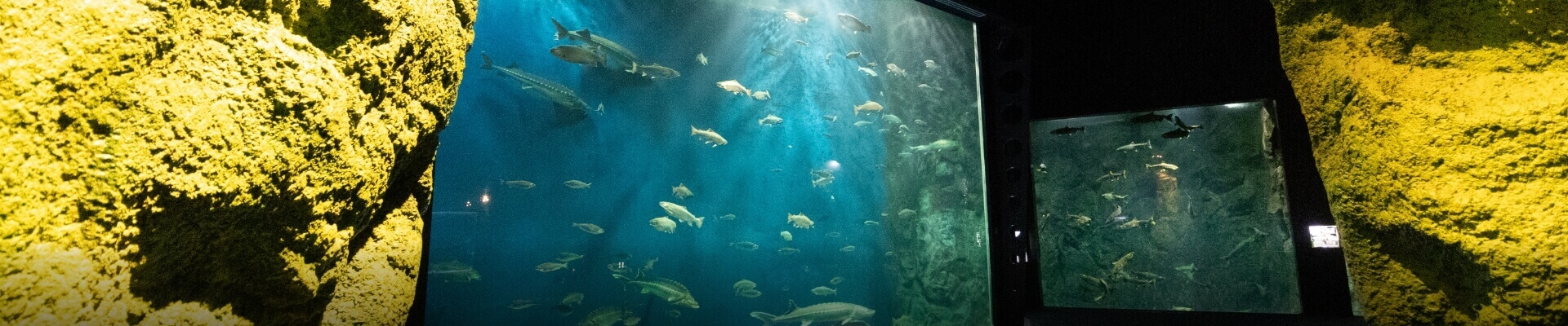 千歳水族館について