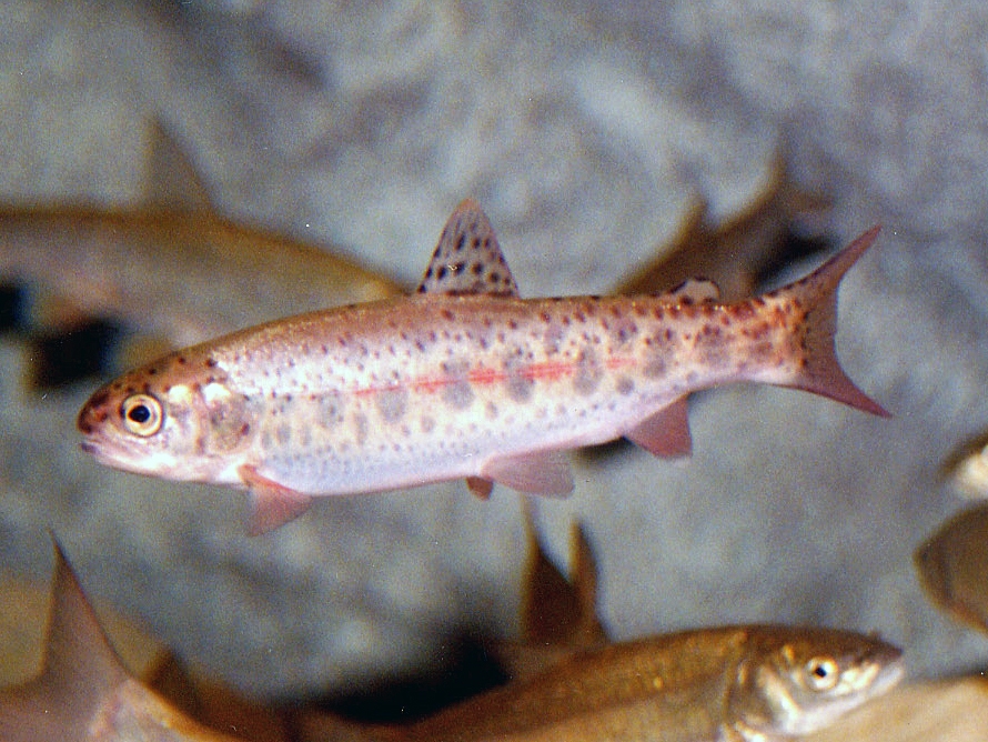 水の生き物 千歳水族館の生き物図鑑 | サケのふるさと 千歳水族館