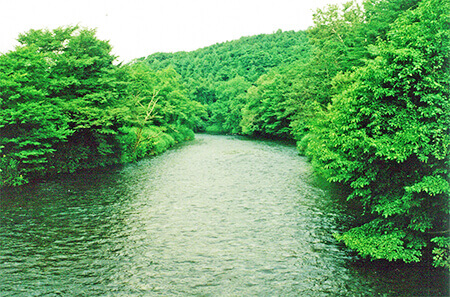 森に囲まれたサケの産卵場所の風景（千歳川）