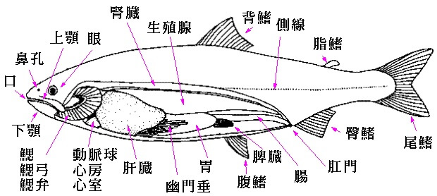 サケの体の仕組みや特徴について教えて下さい。