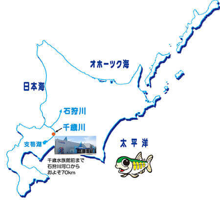 サケは石狩川の河口から水車まで、何日ぐらいで遡上しますか？