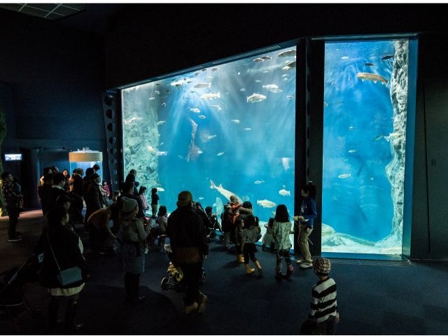 【毎日開催】カモン・サーモン・ごはんだモン（大水槽）