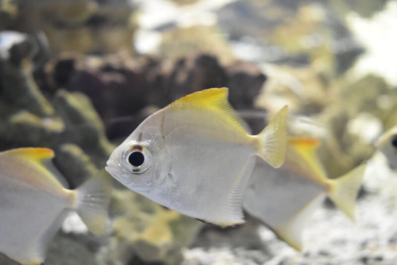 千歳水族館の生き物図鑑 | サケのふるさと 千歳水族館