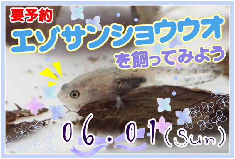 エゾサンショウウオを飼ってみよう