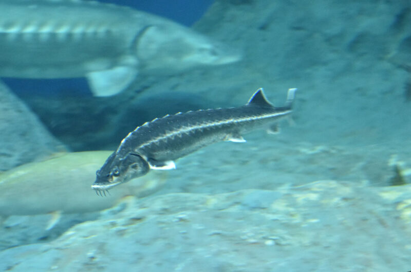 サケのふるさと 千歳水族館
