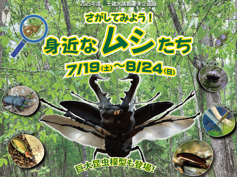 「さがしてみよう！身近なムシたち」7/19より開催