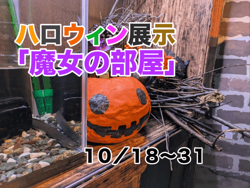 ハロウィン水槽の展示はじめました！