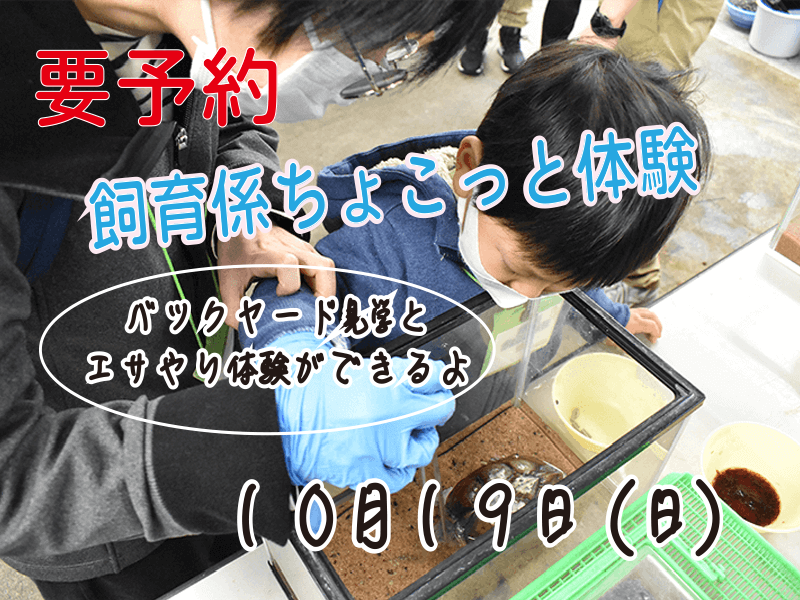 飼育係ちょこっと体験10月19日