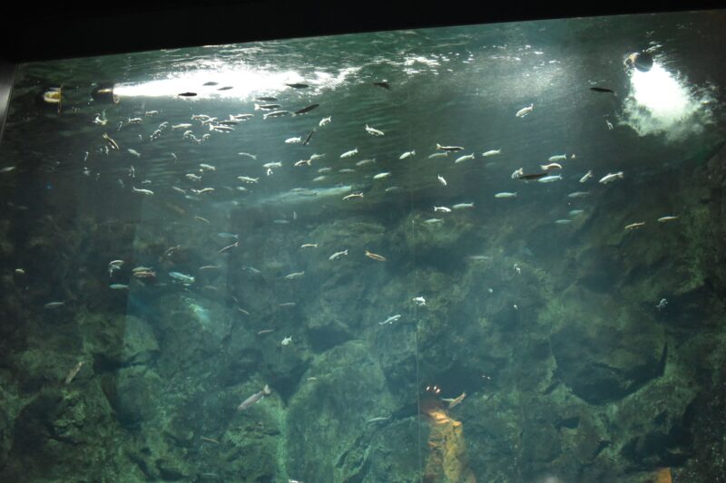 サケ科幼魚の展示開始！！