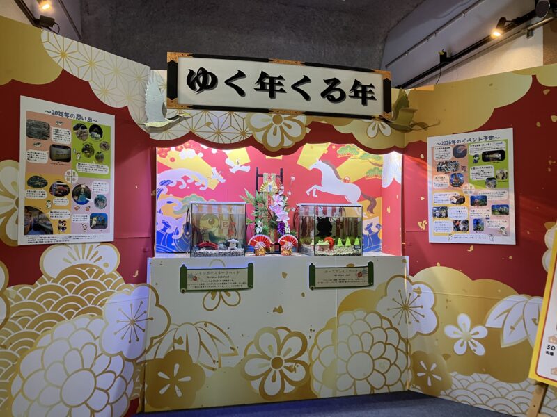 干支ダイバーと年末年始水槽のお知らせ！